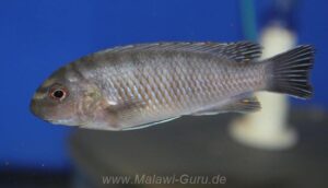 Labeotropheus fuelleborni 'Makanjila'